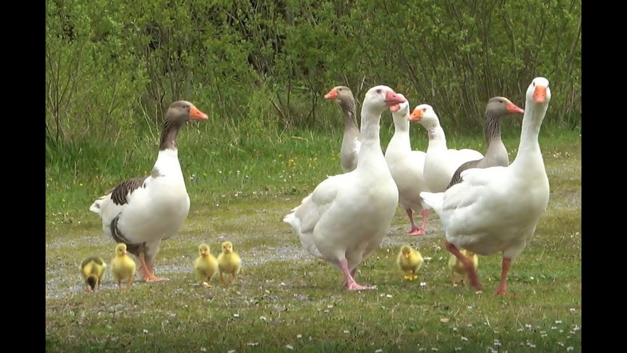 Geese walking with their Goslings